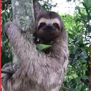 Meet your Posher, Royce